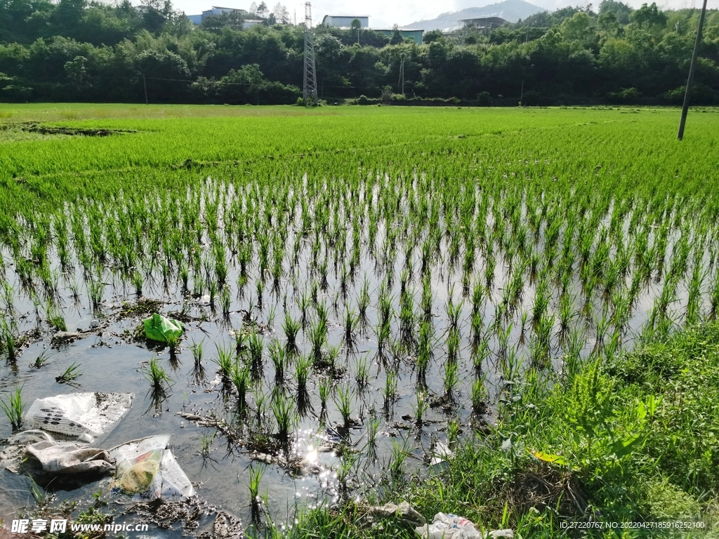 农村水田自然风景