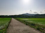 田园风景 水稻田