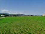 绿油油水稻田风景