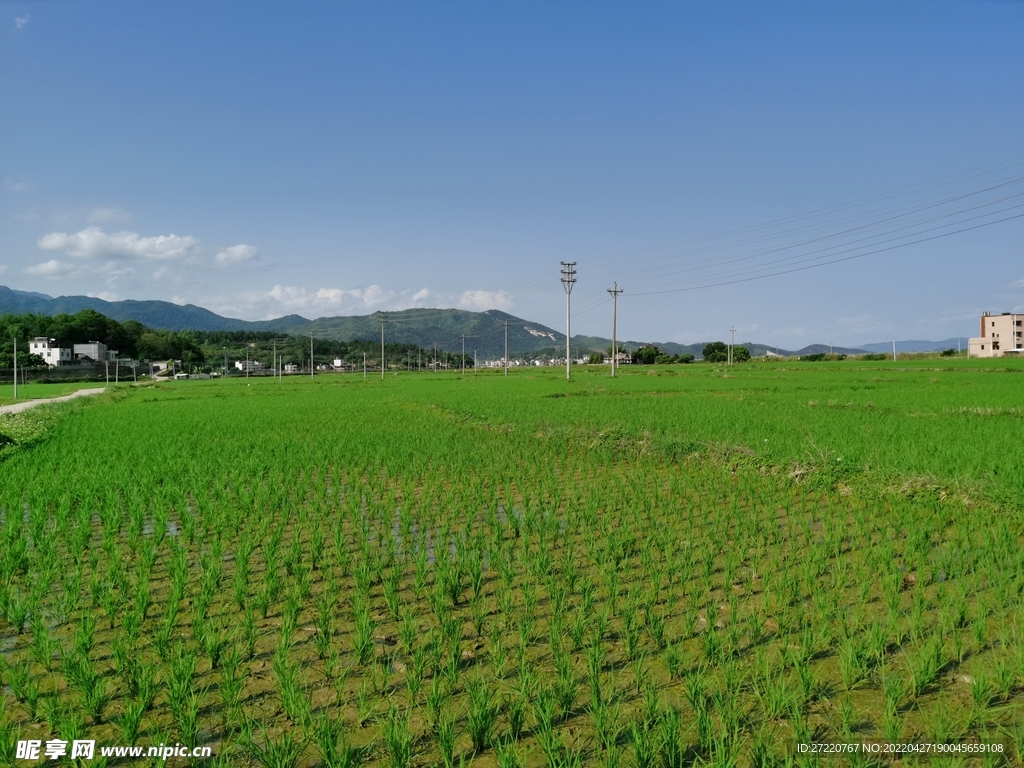 绿油油水稻田风景