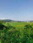 田园风光 绿油油水田