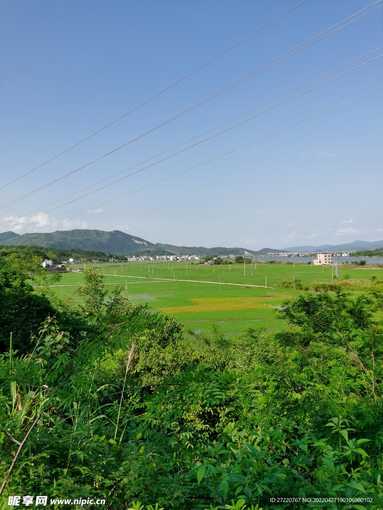 田园风光 绿油油水田