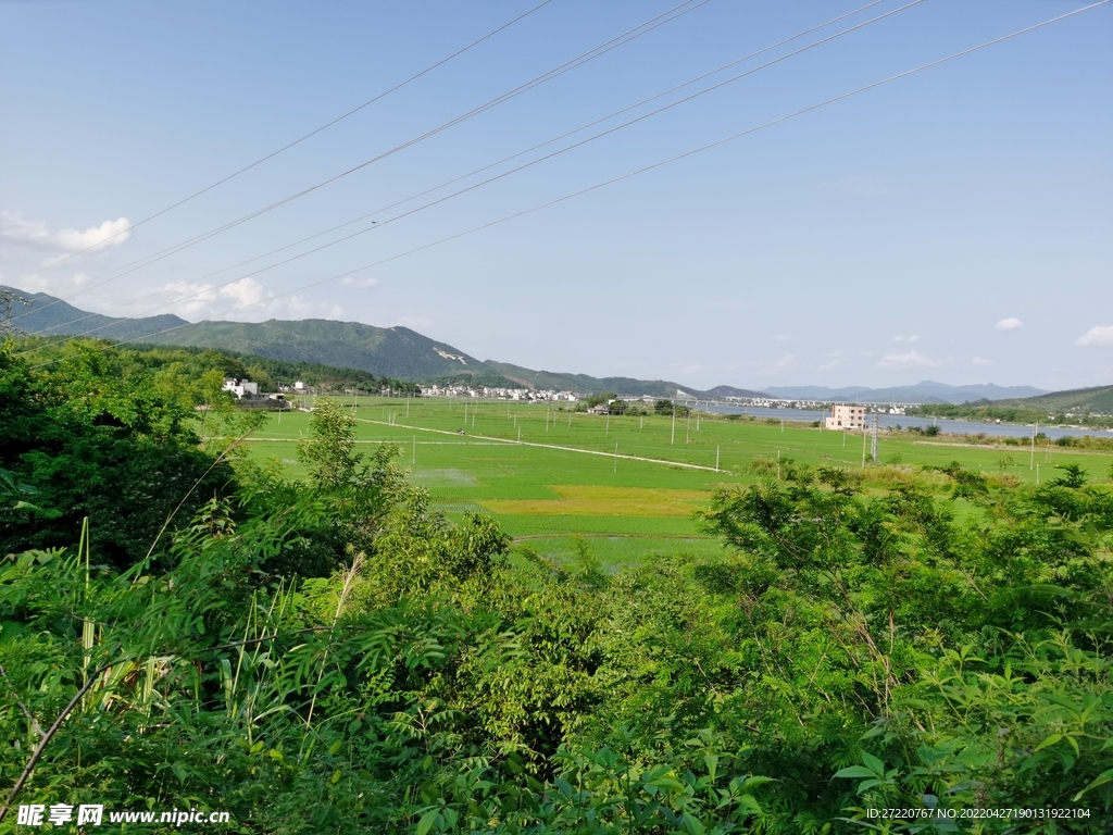 农村绿油油自然水田风光