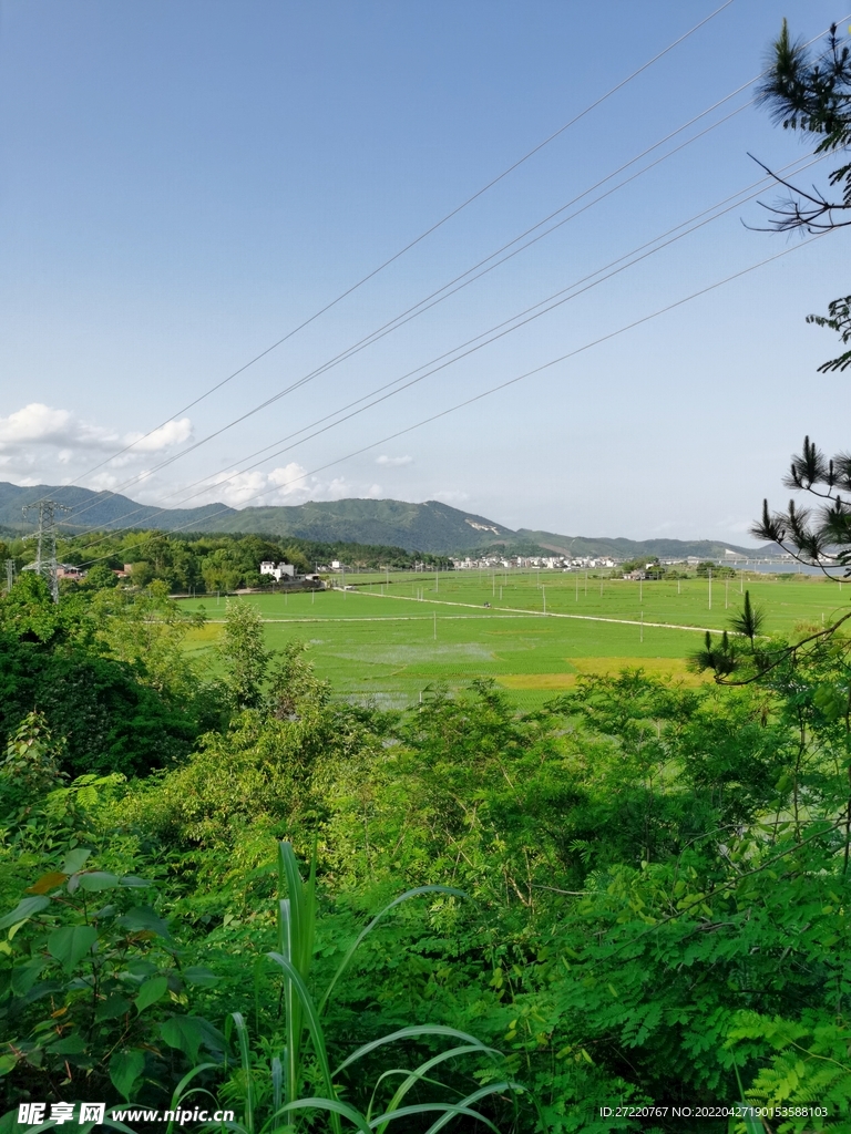 绿油油水田背景