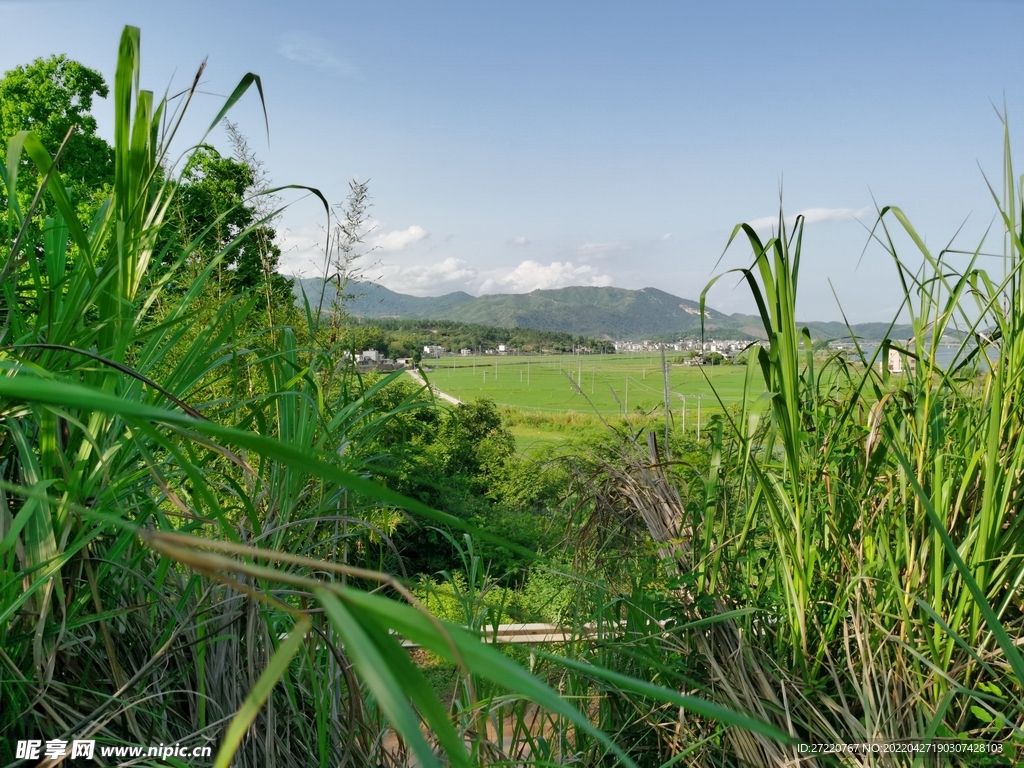 远看水田耕地