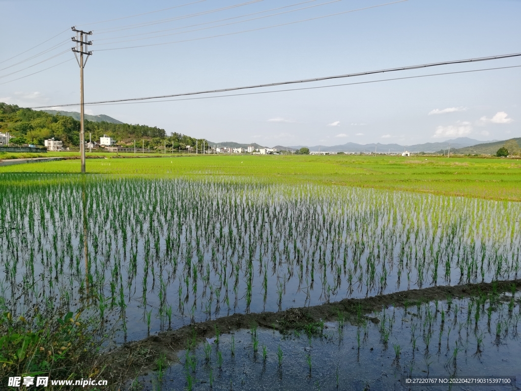 农村田野 水田背景