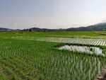 农村水田
