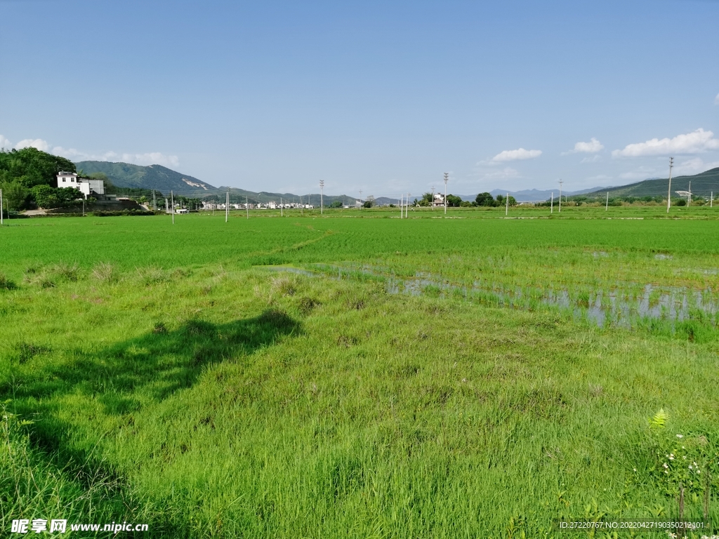 绿色水稻田背景