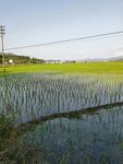绿色水田 田野自然