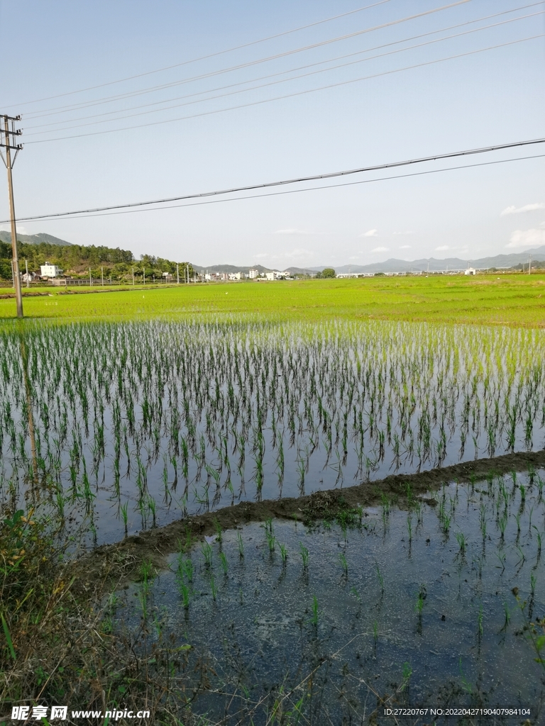 绿色水田 田野自然