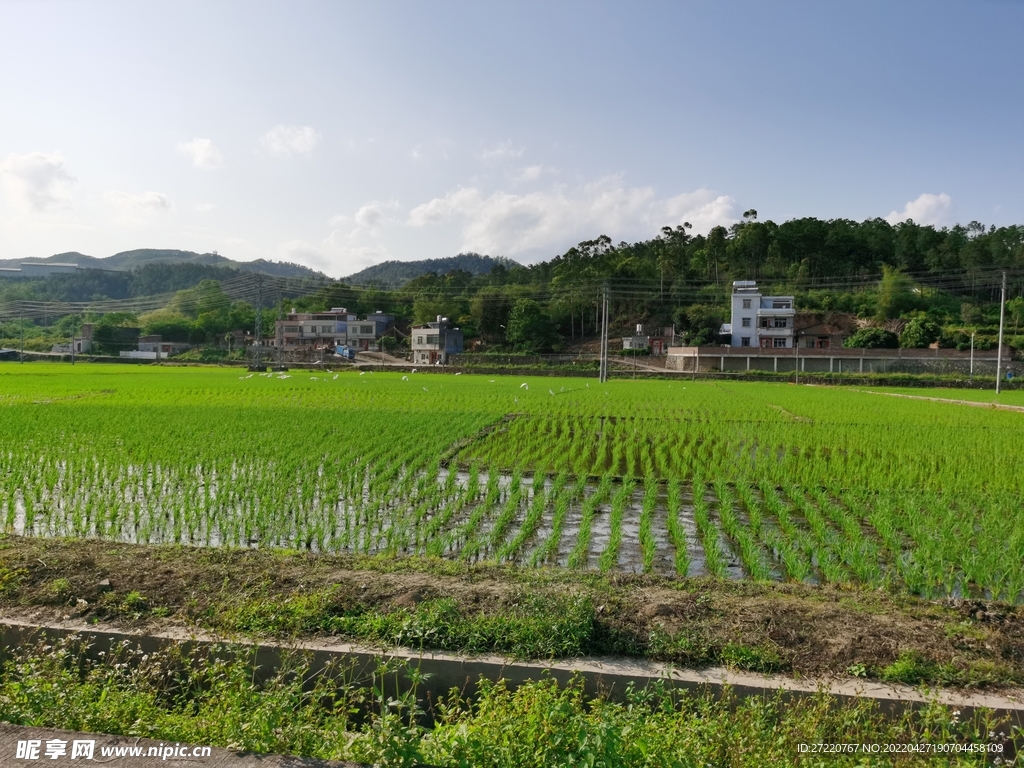 绿色自然水田风景