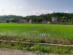 水田自然风景