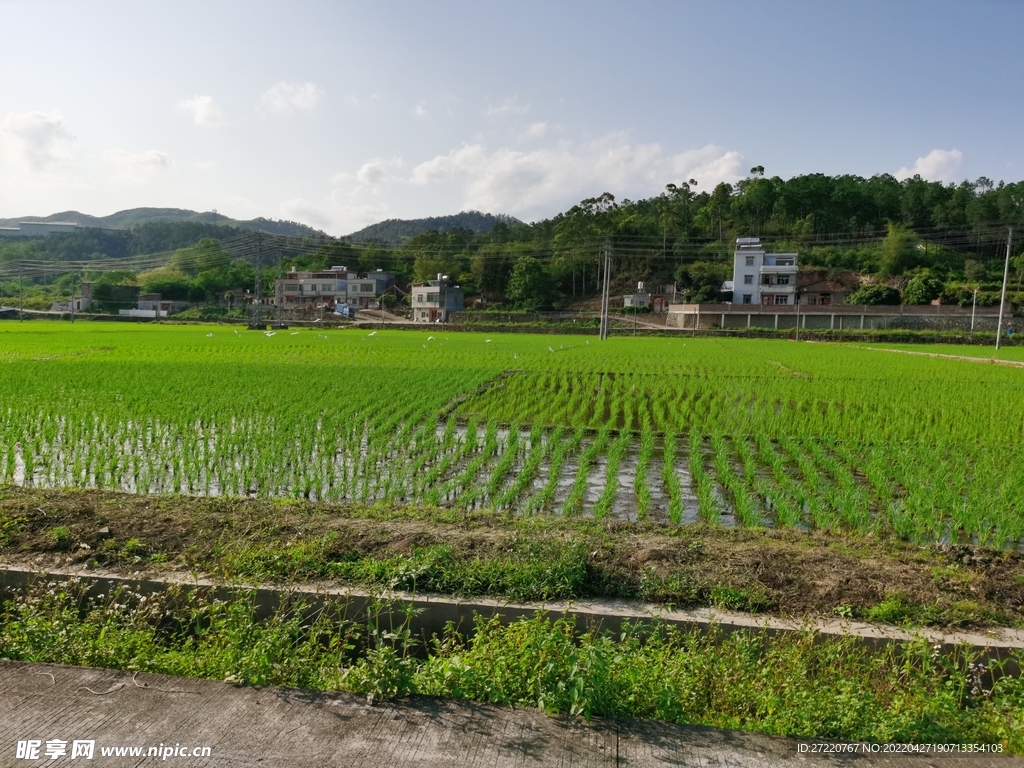 水田自然风景