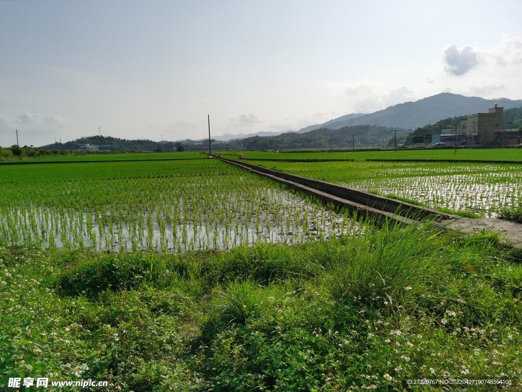 水稻田野风景