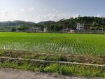春天 水稻 田野