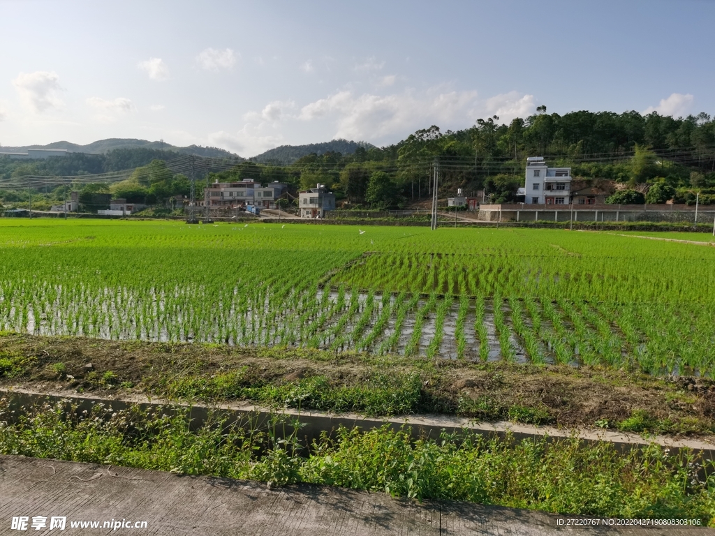 春天 水稻 田野