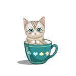 茶杯猫            