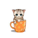 茶杯猫            