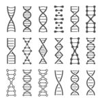 DNA线稿