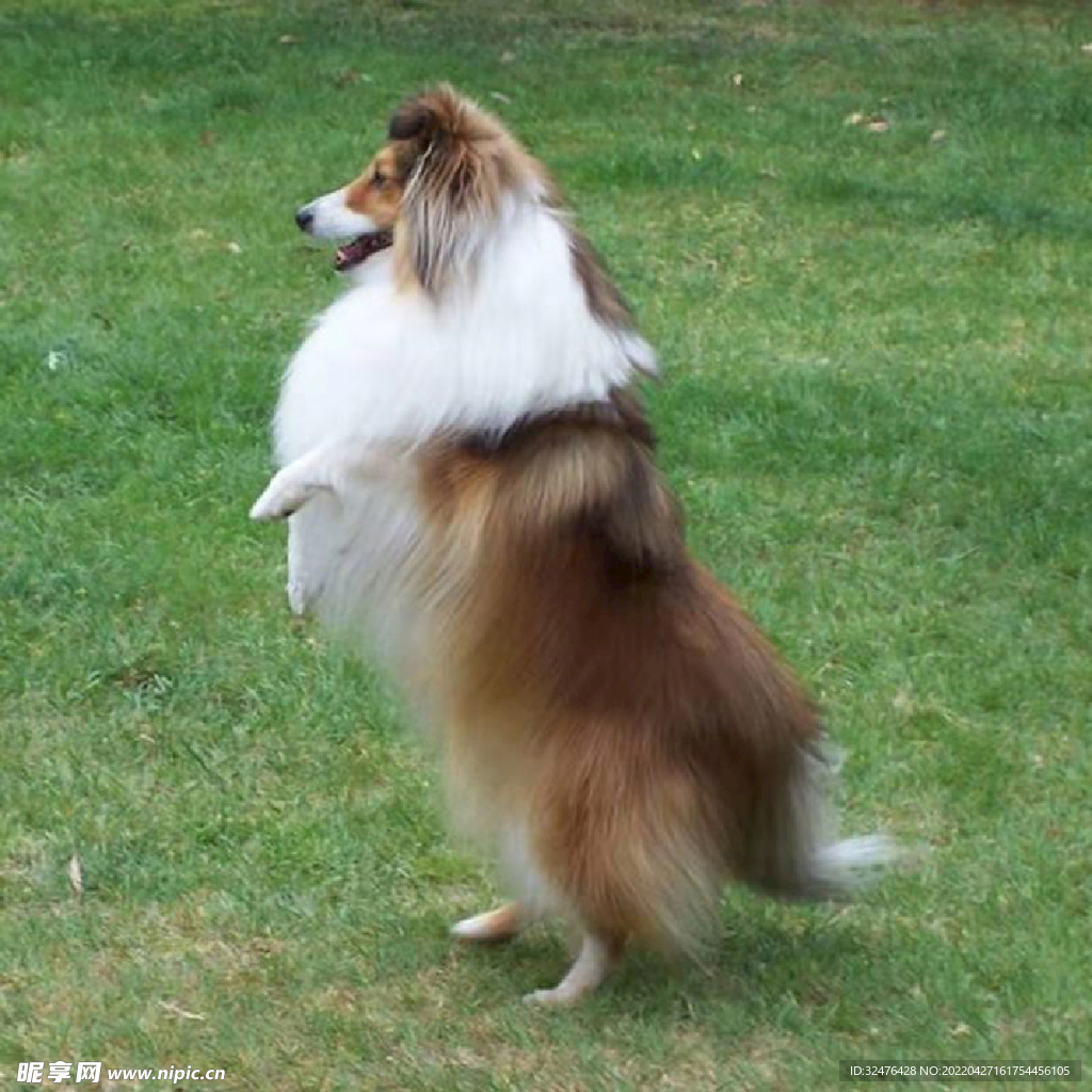 狗