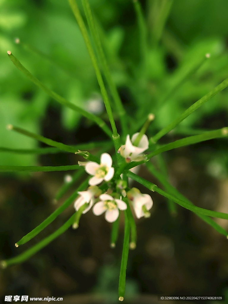 桂花