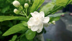 茉莉花