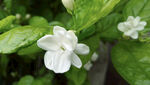 茉莉花