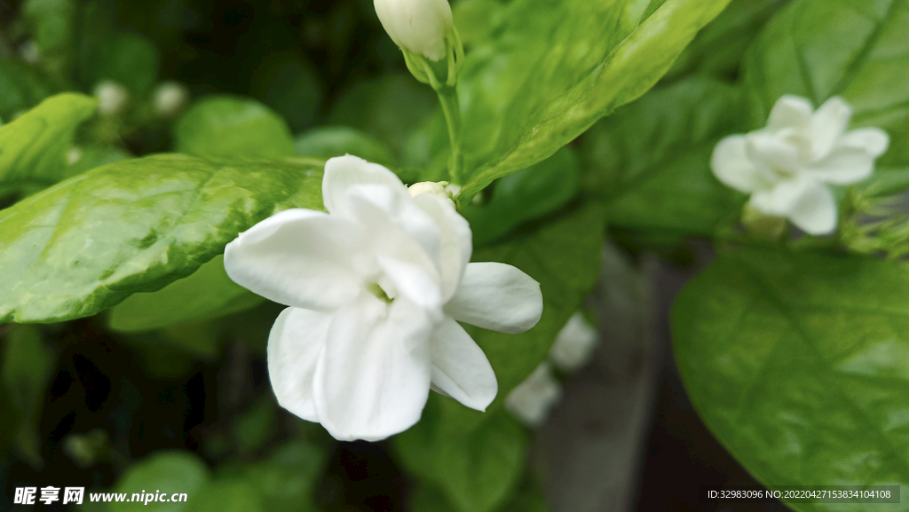 茉莉花