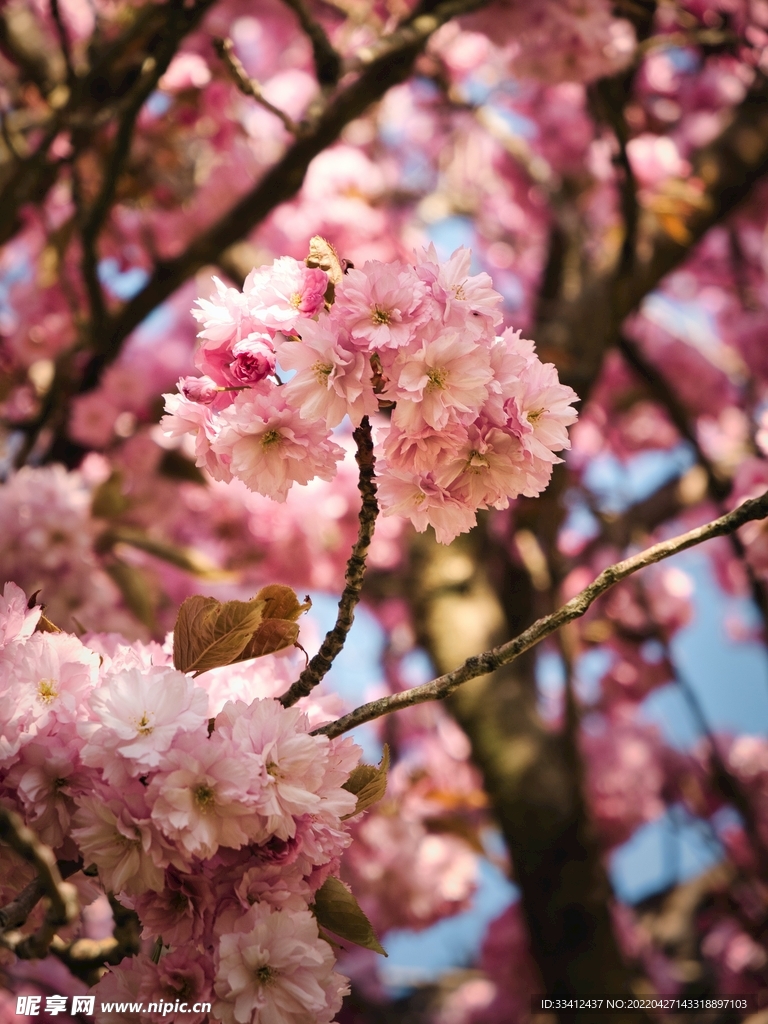 樱花
