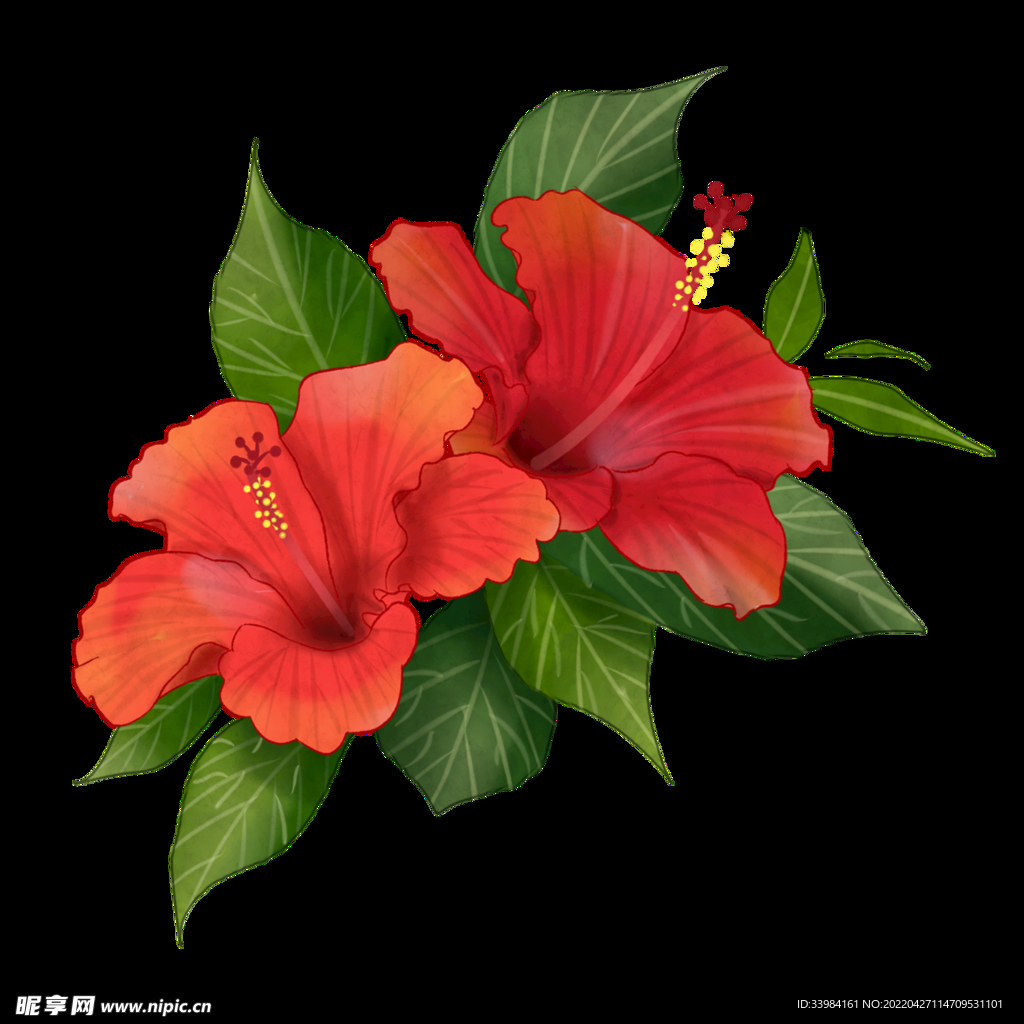 扶桑花
