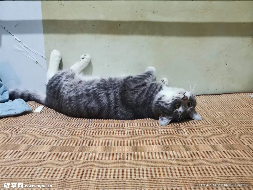 猫