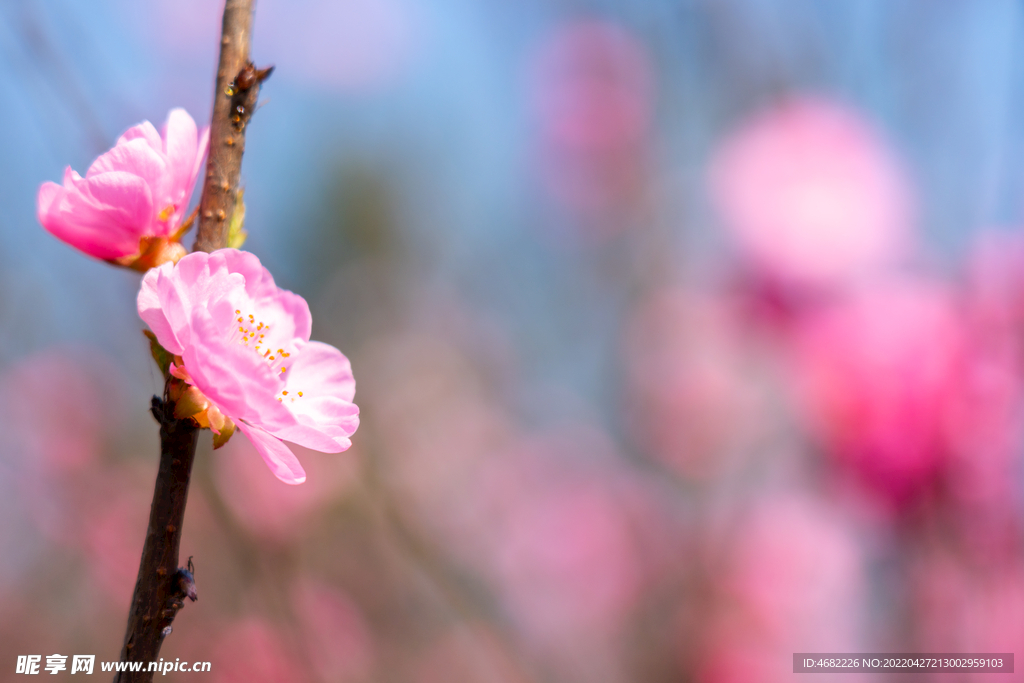 春天的粉色桃花