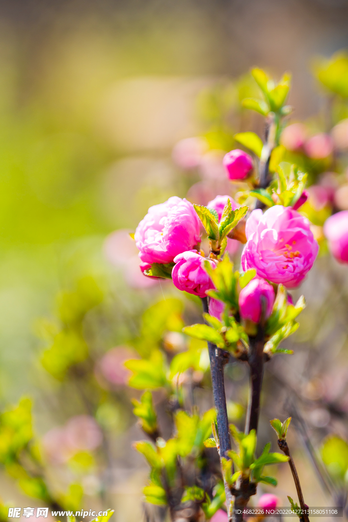 春天里盛开的粉色花骨朵
