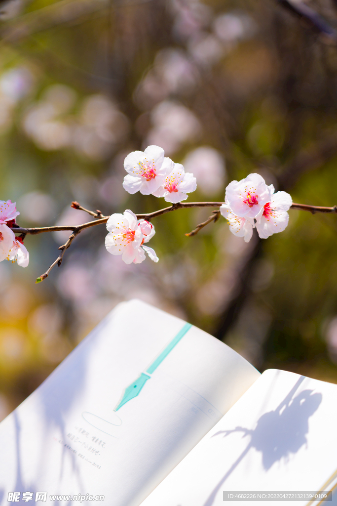 春天盛开的桃花与书籍