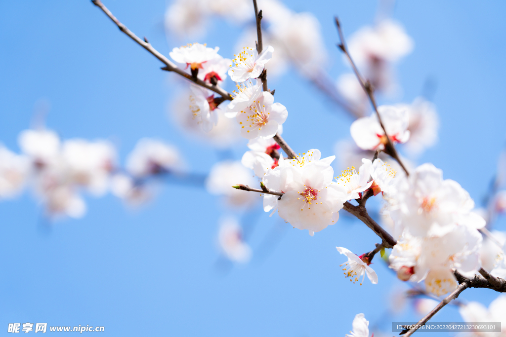 春天盛开的白色桃花枝