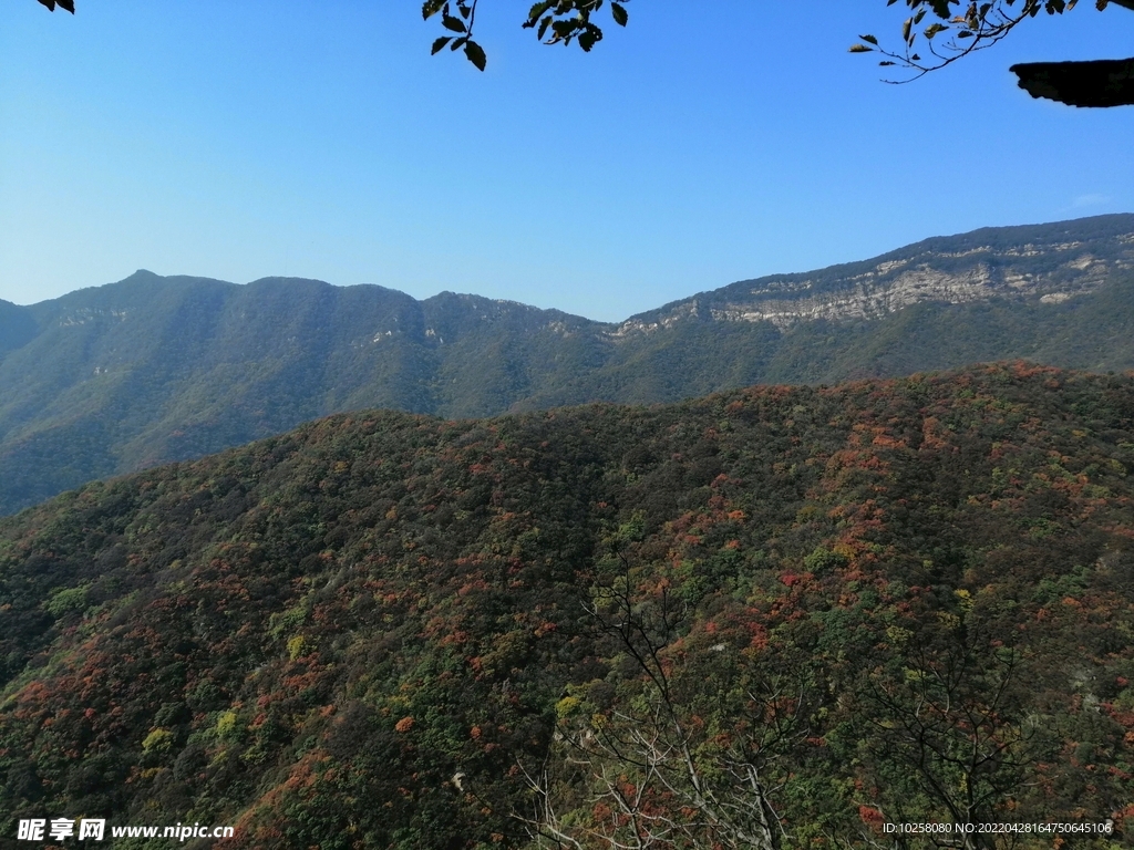 又见满山红叶时