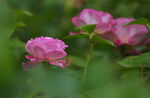 月季花
