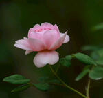 月季花