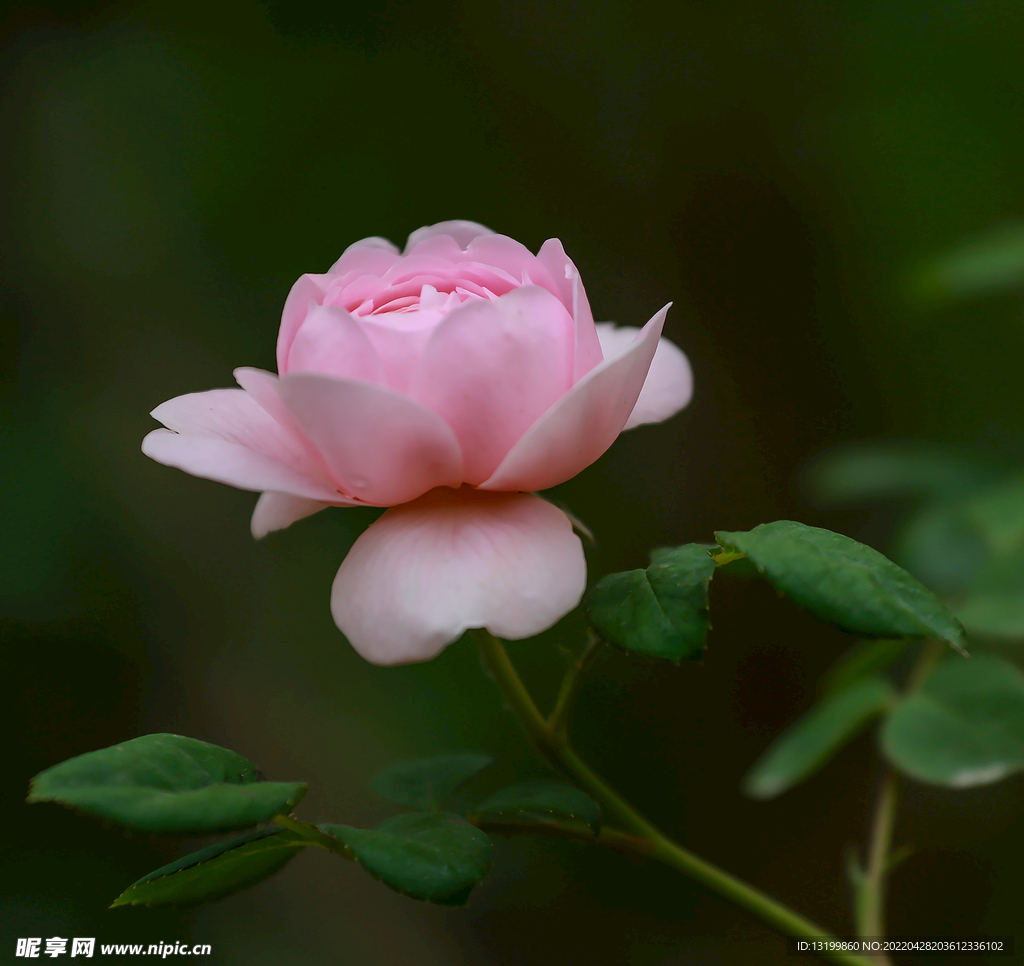 月季花