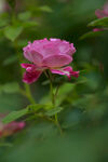 月季花
