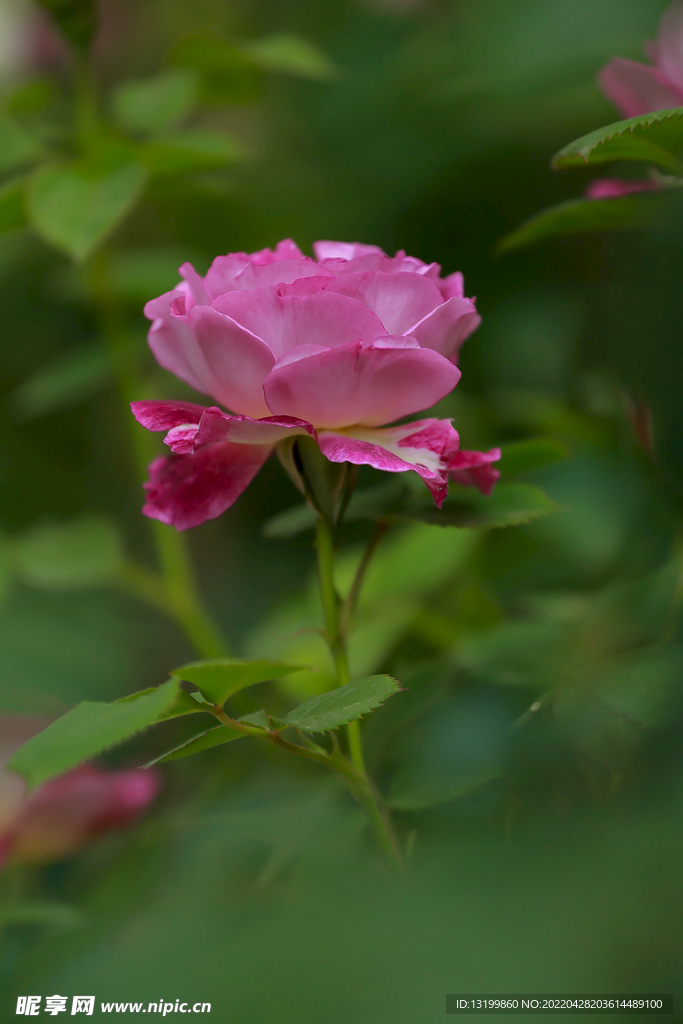 月季花
