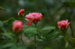 月季花