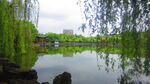 柳条树枝 垂钓素材  公园风景