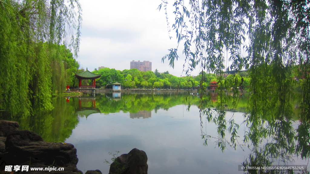 柳条树枝 垂钓素材  公园风景