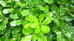树叶 春天 叶子 植物 树枝 