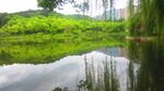 柳条树枝 垂钓素材  公园风景