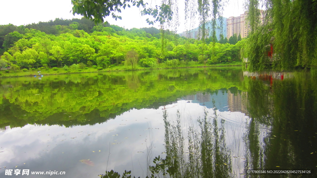 柳条树枝 垂钓素材  公园风景