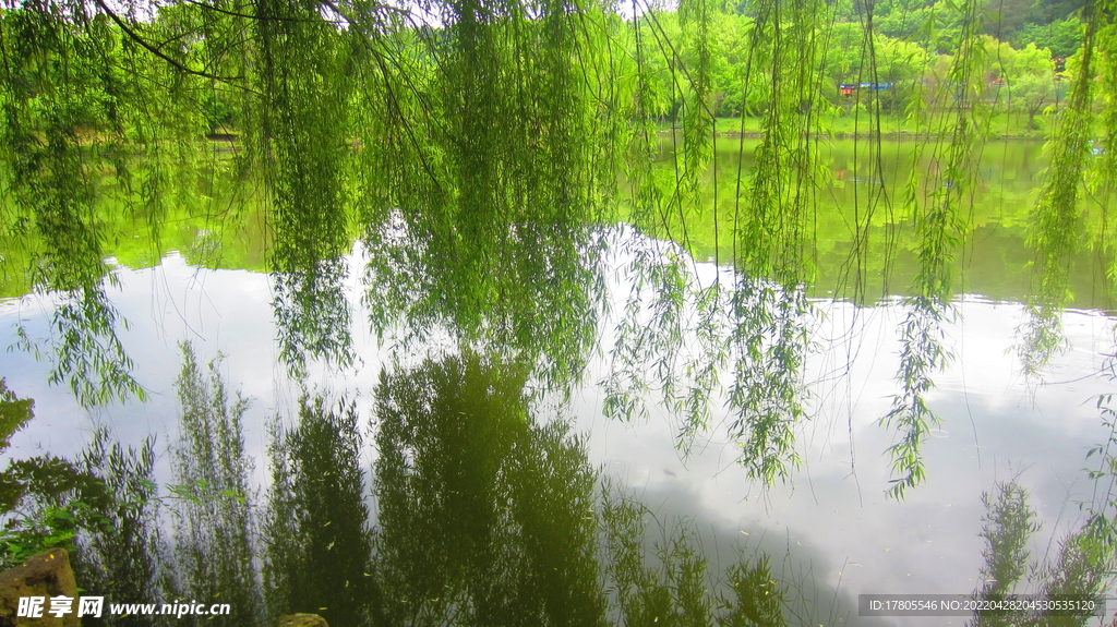 柳条树枝 垂钓素材  公园风景