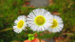 花卉 西洋 大滨菊 头状花序 