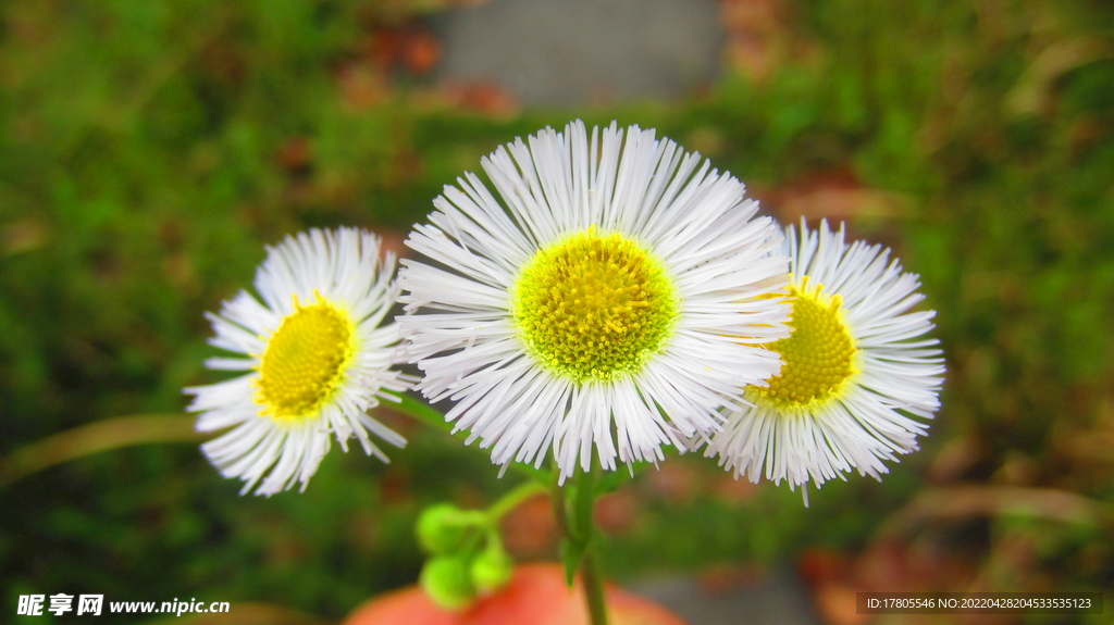 花卉 西洋 大滨菊 头状花序 